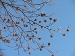 seed pods, dried, matured