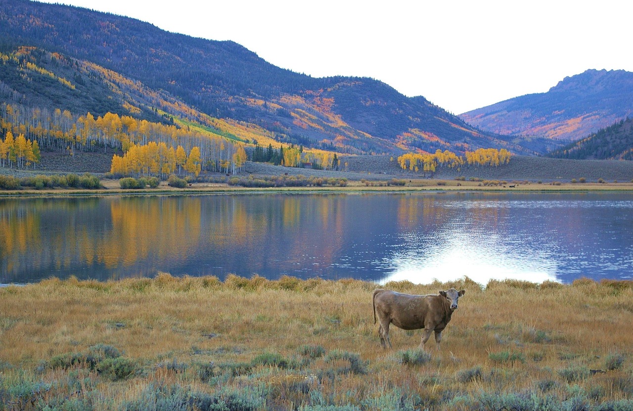 Cow - free online jigsaw puzzle photo