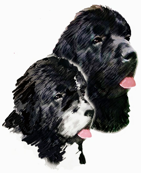 Lukisan Anjing Newfoundland Foto Gratis Di Pixabay