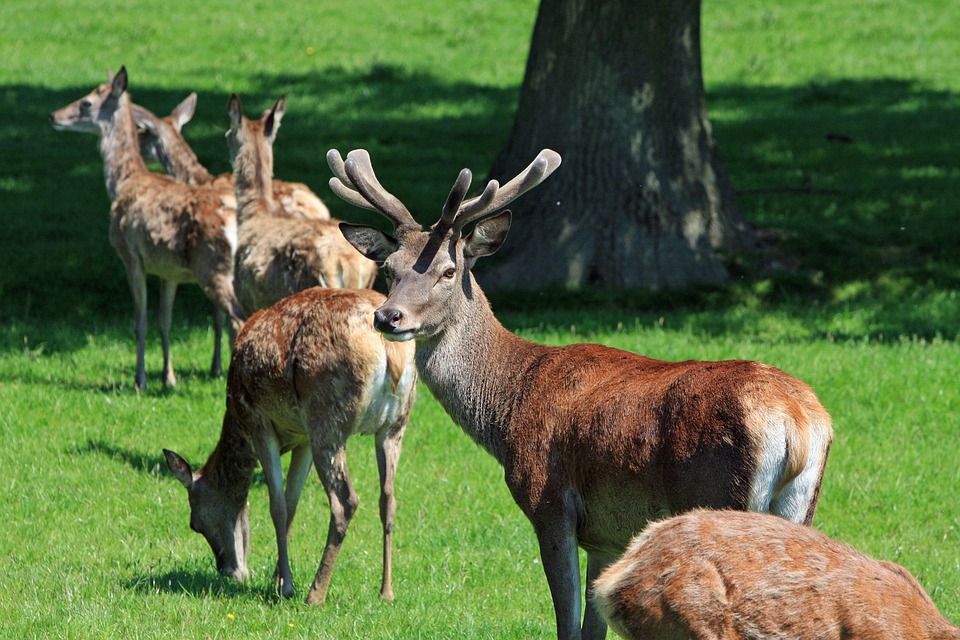 Red deer slots