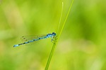 azure damselfly, damselfly, insect