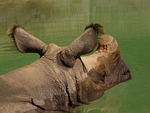 indian rhinoceros, rhino, rhinoceros