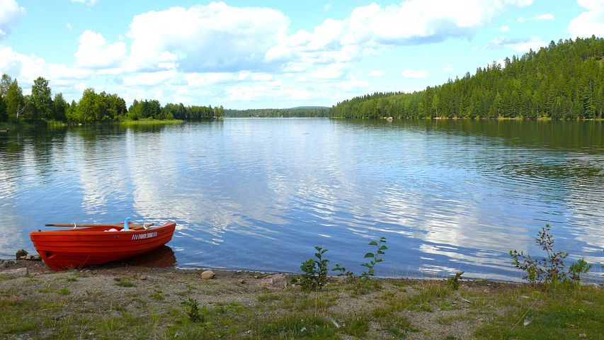 Sjön Saxen, Sverige, Vatten, Skog, Träd