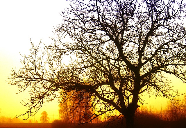 Free Tree Sunrise photo and picture
