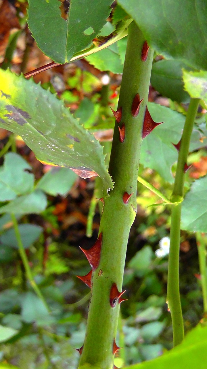 Red Rose With Stem And Thorns
