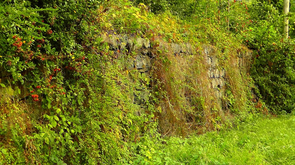 Hedge Wild Wall Free photo on Pixabay Pixabay