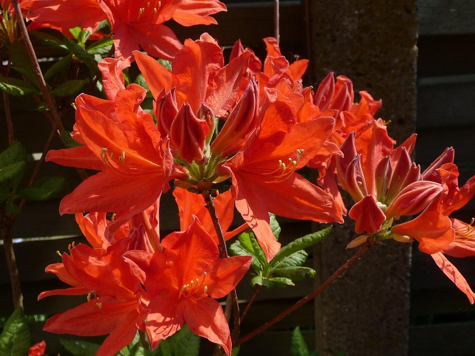 Japanese Azalea Flower Blooming - Free photo on Pixabay - Pixabay