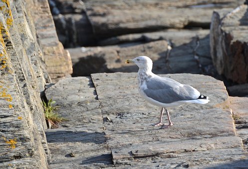 Free Sea Bird photo and picture