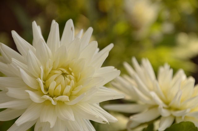 Flores, Pétalas, Botões, Folhas