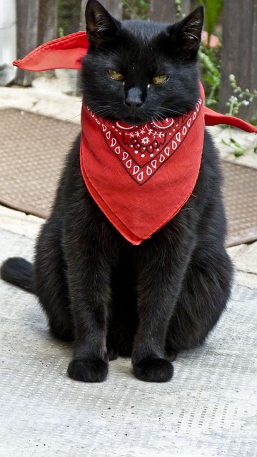 Free Black Cat photo and picture