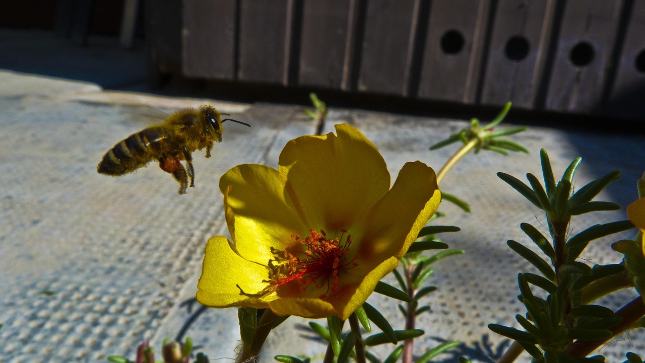 Flower Pollen Free photo on Pixabay Pixabay