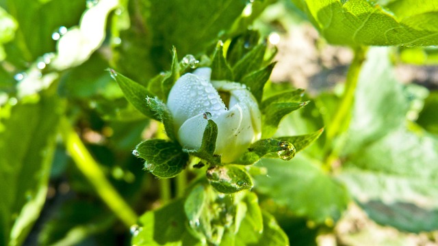 Free Strawberry Drop photo and picture