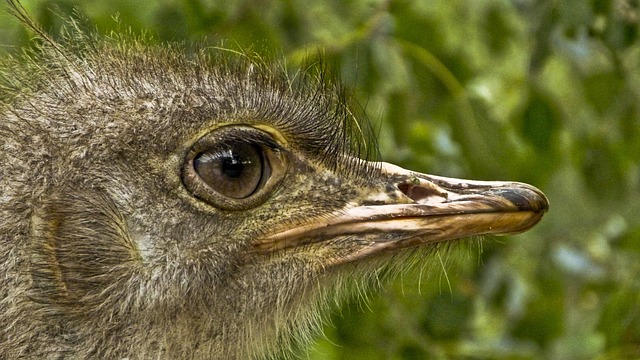 Free Stucc Beak photo and picture