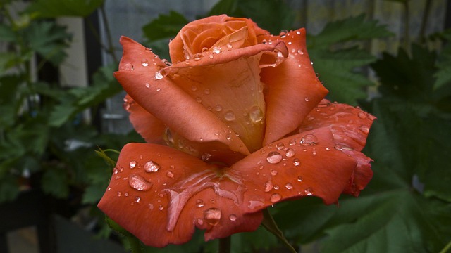 Free Raindrop Rose photo and picture