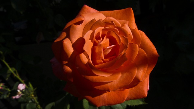 Free Rose Flower Background photo and picture