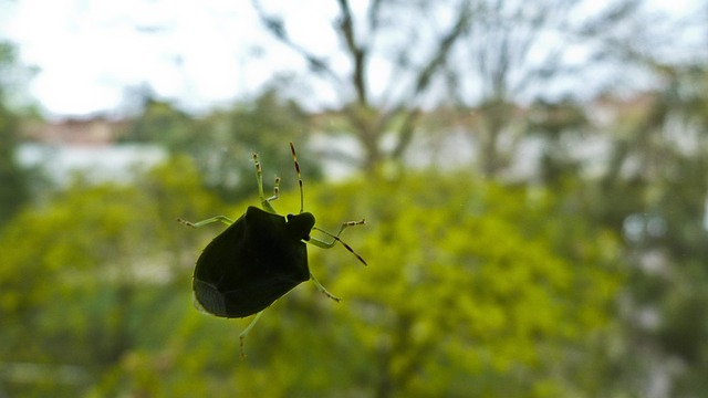 Free Beetle Glass photo and picture