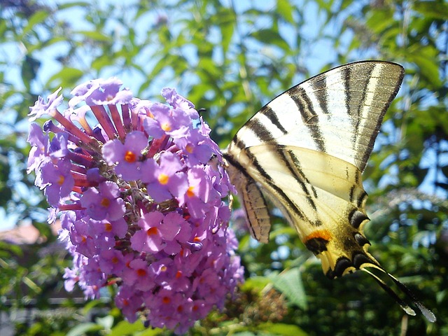 Free Buddleja Davidii Flower photo and picture