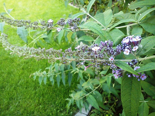 Free Buddleja Davidii Flower photo and picture