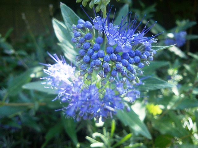 Free Caryopteris Flower photo and picture
