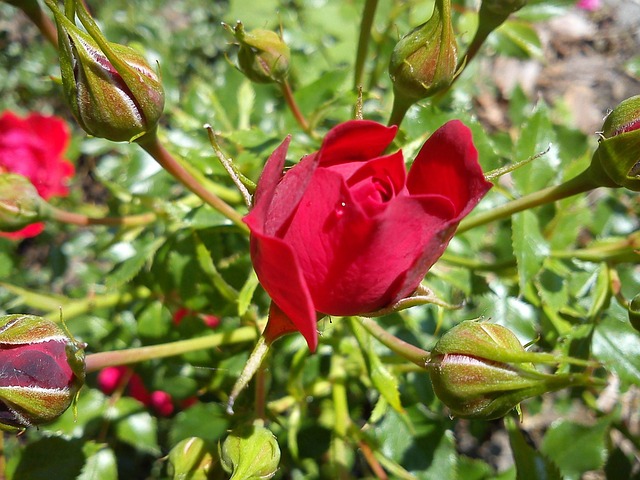 Free Rosebud Red photo and picture