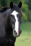horse, horse head, portrait