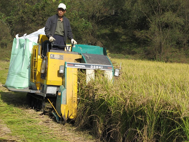 Free Organic Rice photo and picture