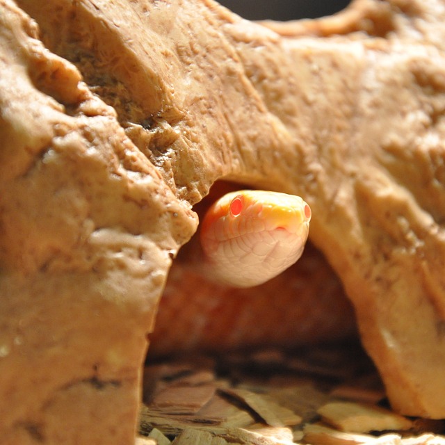 Free Snakes Reptiles photo and picture
