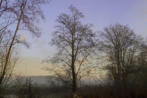 Free Tree Chewed On photo and picture