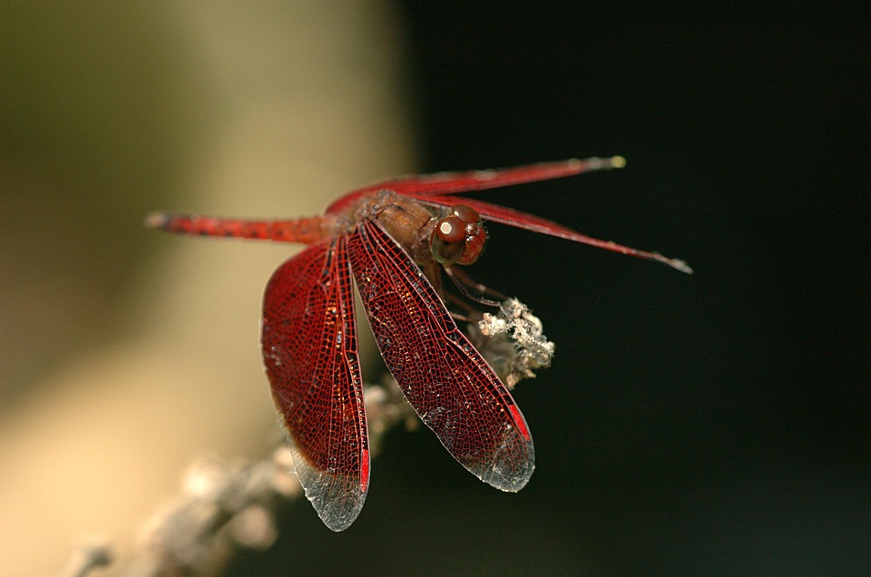 Dragonfly Insect Red - Free photo on Pixabay - Pixabay