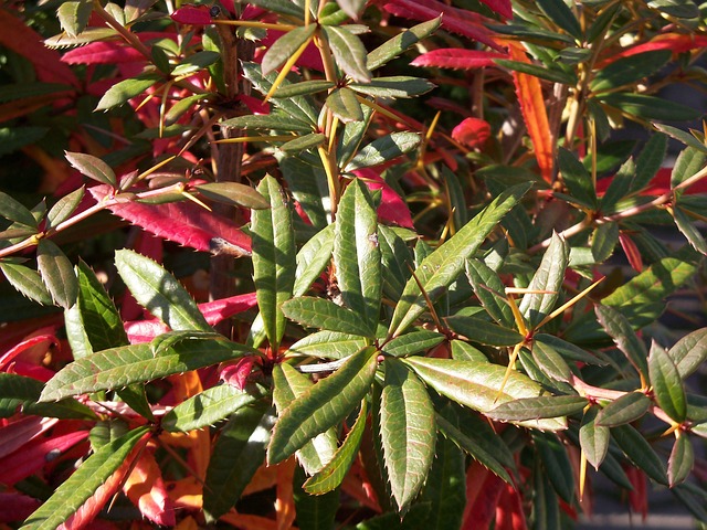 Free Autumn Nature photo and picture