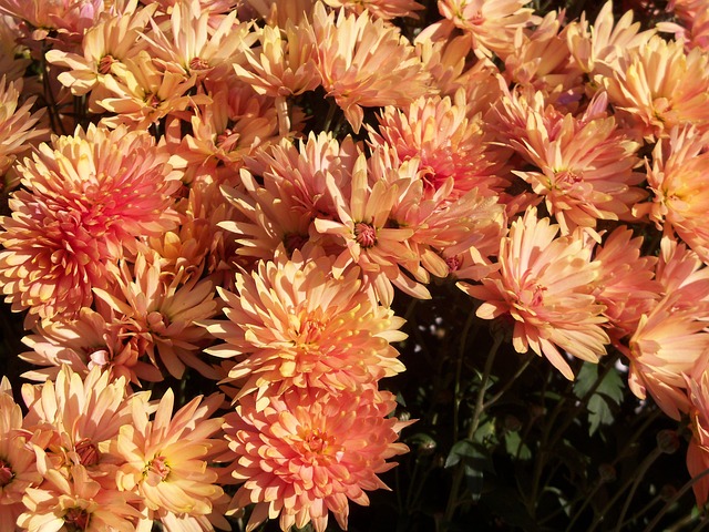 Free Autumn Flower Background photo and picture