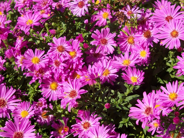 Free Aster Flowers photo and picture