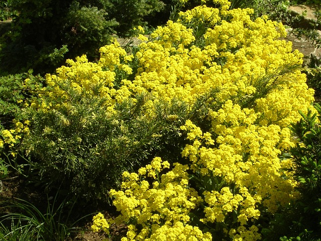Free Spring Spring Flowers photo and picture
