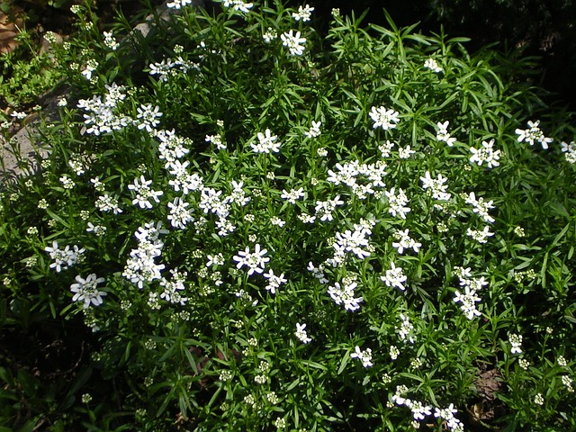 Free Spring Beautiful Flowers photo and picture