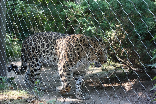 Free Zoo Leopard photo and picture