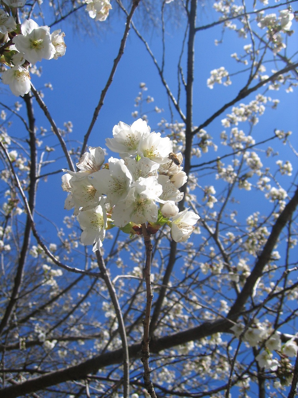树 开花 春天 - Pixabay上的免费照片 - Pixabay
