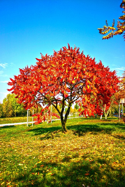 Park Garten Baum - Kostenloses Foto auf Pixabay - Pixabay