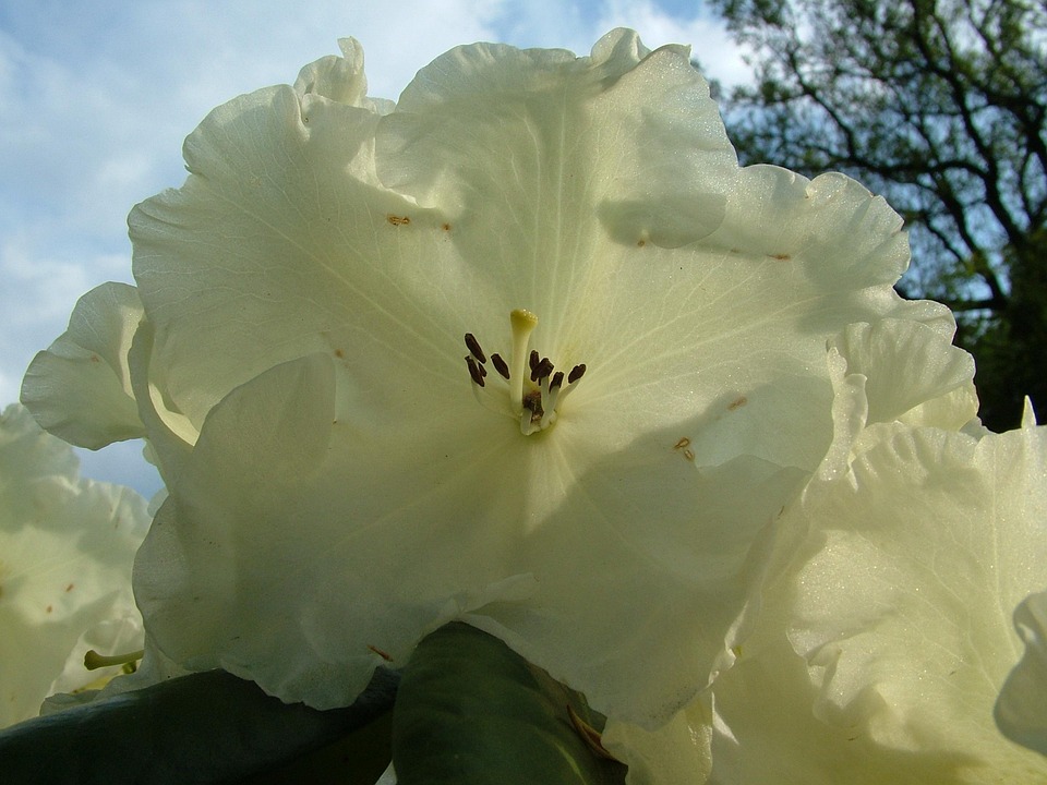 Rhododendron Le Printemps - Photo gratuite sur Pixabay - Pixabay