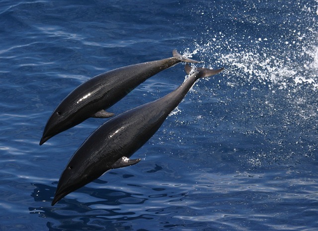northern whale dolphin, sea, ocean, water, jumping, swimming, mammals, splash, beautiful, nature, outside