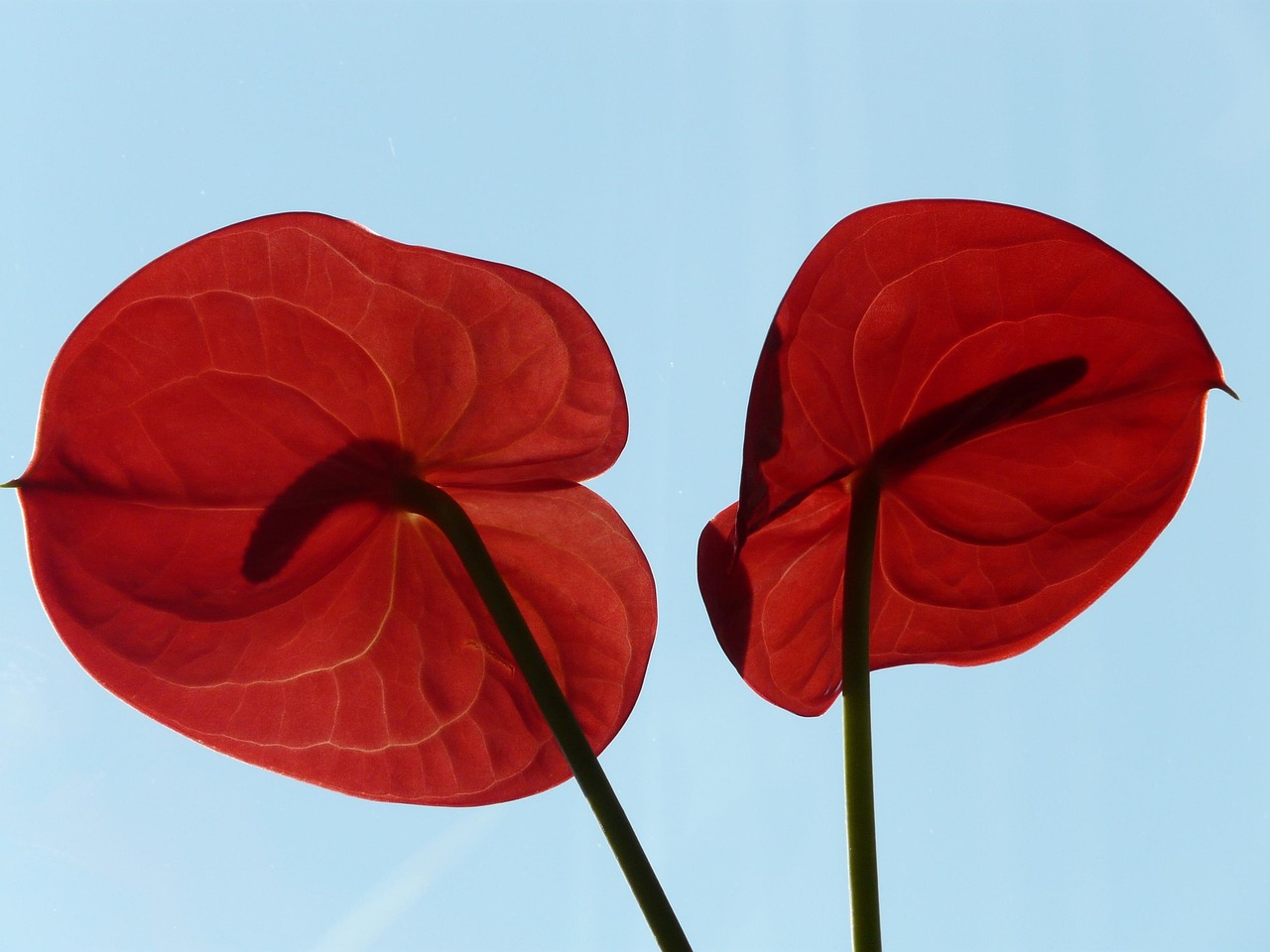 Flamingo Flower - free online jigsaw puzzle photo