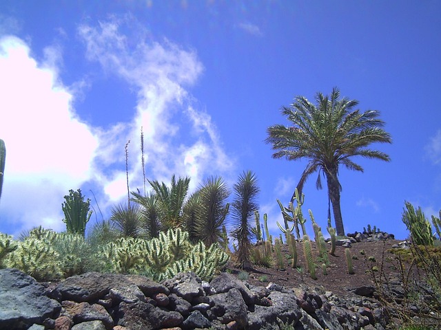Free Fuerteventura Palm Tree photo and picture