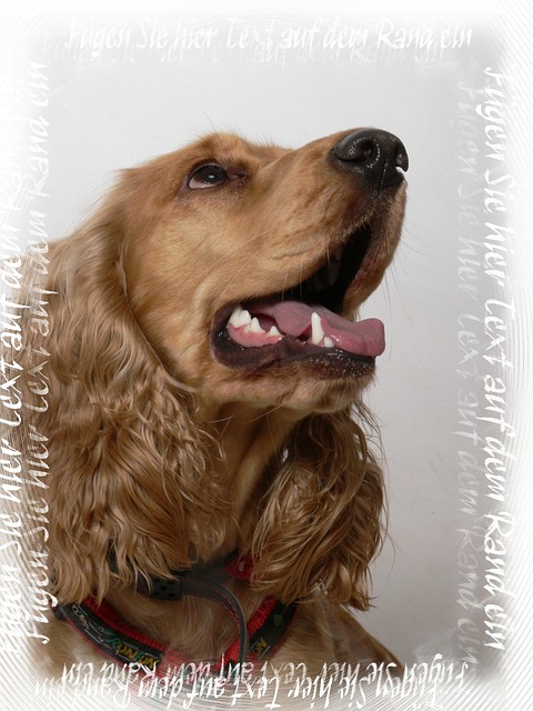 Free Photography My Dog photo and picture