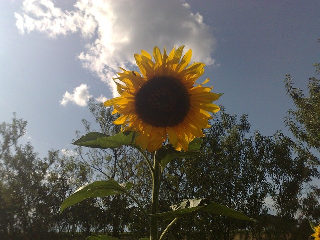 Free Sunflower Alone photo and picture