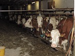 cows, cowshed, farm