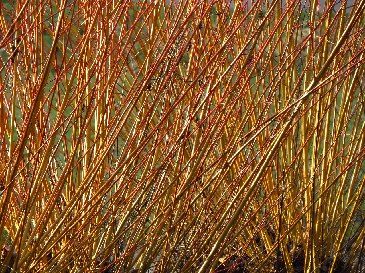 Waid Tree Weide Baum Pflanze - Kostenloses Foto auf Pixabay - Pixabay