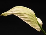 spathiphyllum, vaginal sheet, leaf