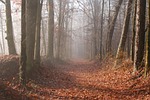 mississippi, forest, woods