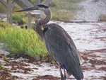 great blue heron, bird, padre island