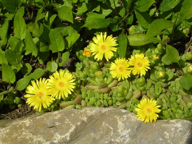 Free Spring Flower photo and picture