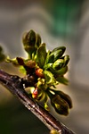 buds, flower buds, floral
